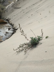 Artemisia ledebouriana