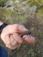 Gampsocleis sedakovii