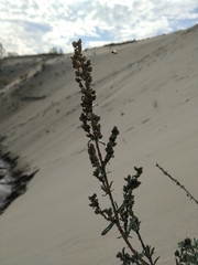 Artemisia ledebouriana