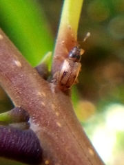 Peristoreus cruciger