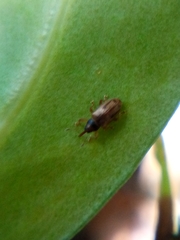 Peristoreus cruciger