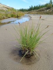 Carex eleusinoides