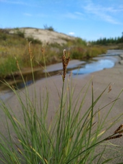 Carex eleusinoides