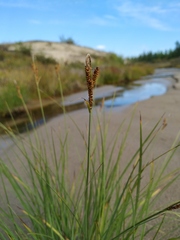 Carex eleusinoides