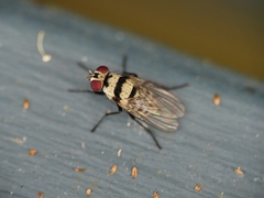 Anthomyia vicarians