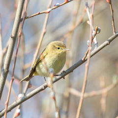 Phylloscopus trochilus