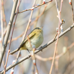 Phylloscopus trochilus