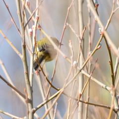 Phylloscopus trochilus