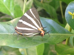 Panthiades bathildis