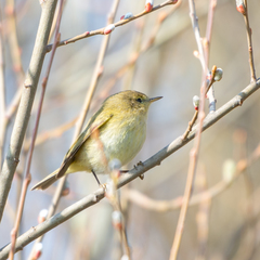 Phylloscopus trochilus