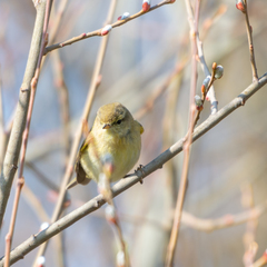 Phylloscopus trochilus