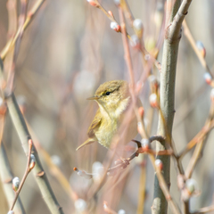 Phylloscopus trochilus
