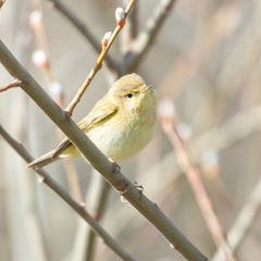 Phylloscopus trochilus