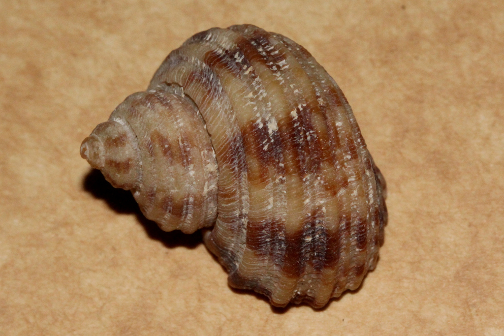 Turbo laminiferus