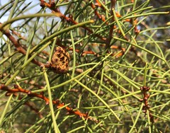 Hakea mitchellii