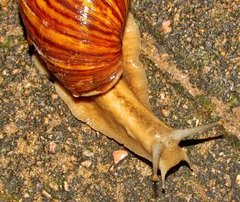 Cochlitoma granulata