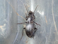 Pterostichus isabellae