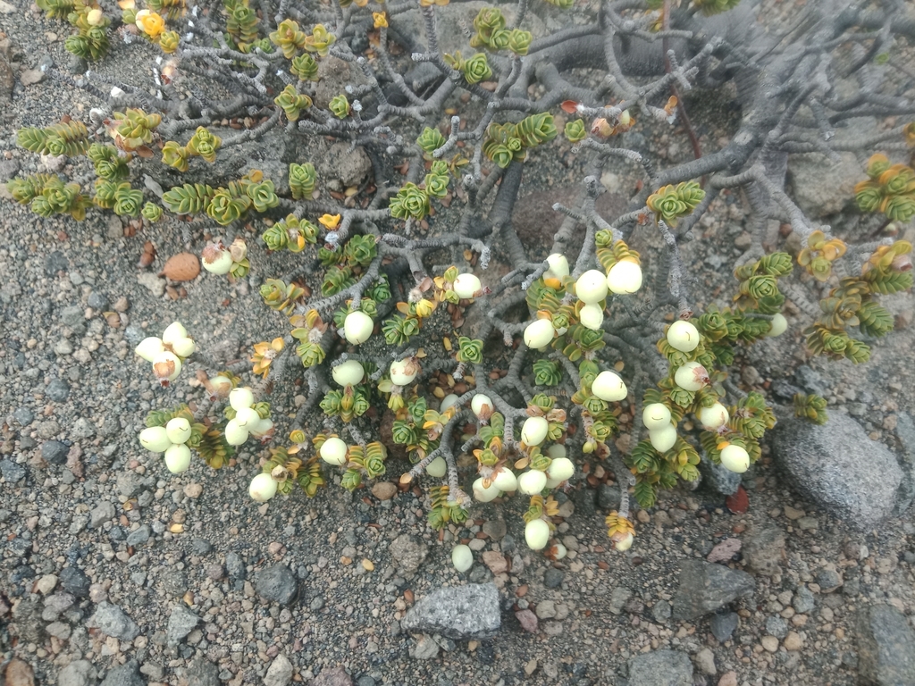 Pimelea microphylla, Ruapehu, NZ-MW, NZ, by lyneke