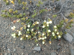 Pimelea microphylla