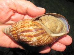 Cochlitoma granulata