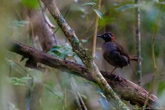 Formicarius moniliger