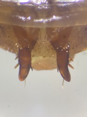 Pterostichus isabellae