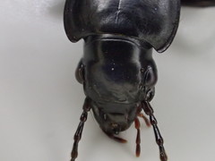 Pterostichus isabellae