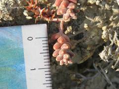 Sedum pacense