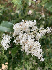 Ligustrum sinense