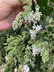 Ligustrum sinense