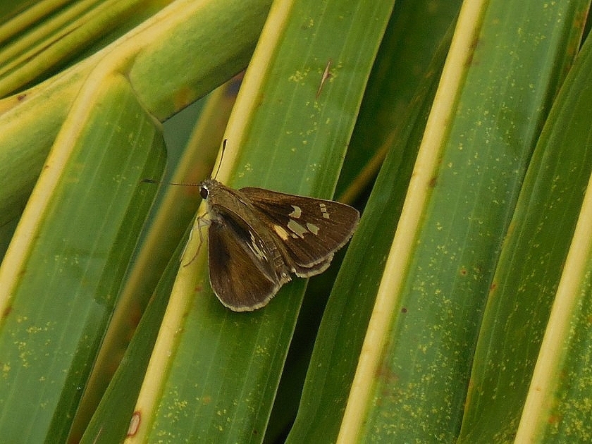 Figure-of-eight Swift