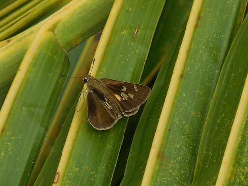 Figure-of-eight Swift