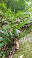 Polystachya pubescens