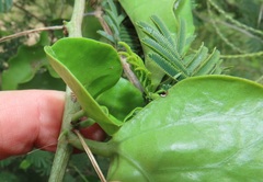 Adenia hastata