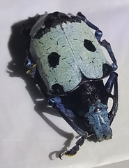 Ericydeus schoenherri