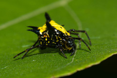 Macracantha hasselti