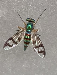 Heteropsilopus ingenuus