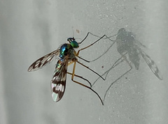 Heteropsilopus ingenuus