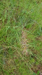 Cymbopogon pospischilii