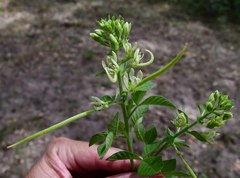 Cleome bororensis