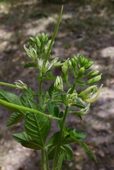 Cleome bororensis