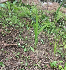 Crocosmia × crocosmiiflora