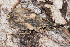 Aradus versicolor