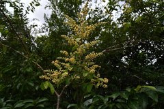 Combretum patelliforme