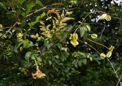 Combretum patelliforme