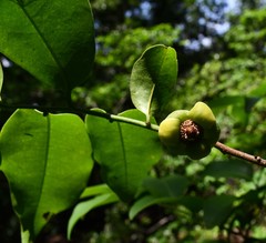 Uvaria lucida virens