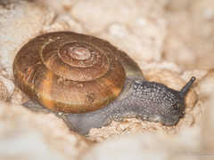 Paraegopis