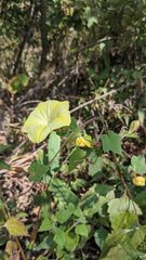 Camonea vitifolia