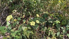 Camonea vitifolia