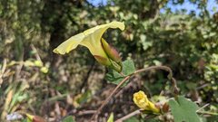 Camonea vitifolia